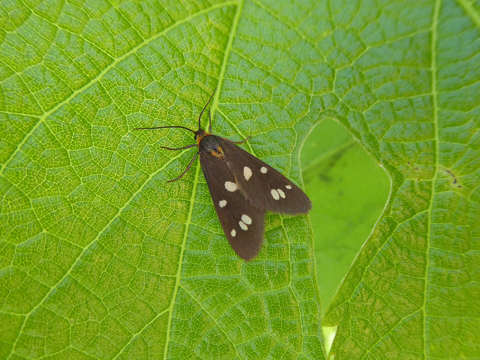 Dysauxes punctata
