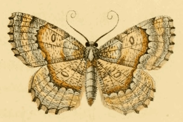 Charissa variegata
