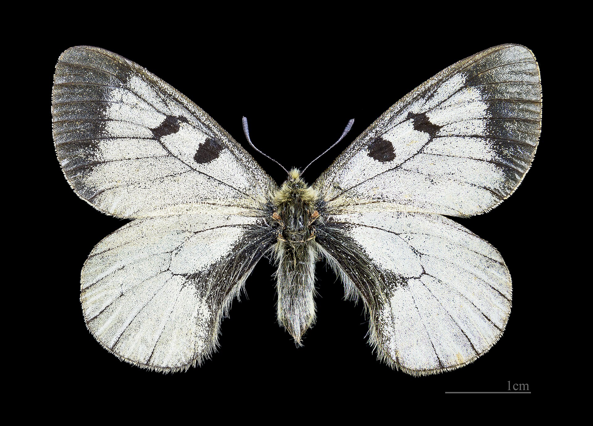 Mnemosine