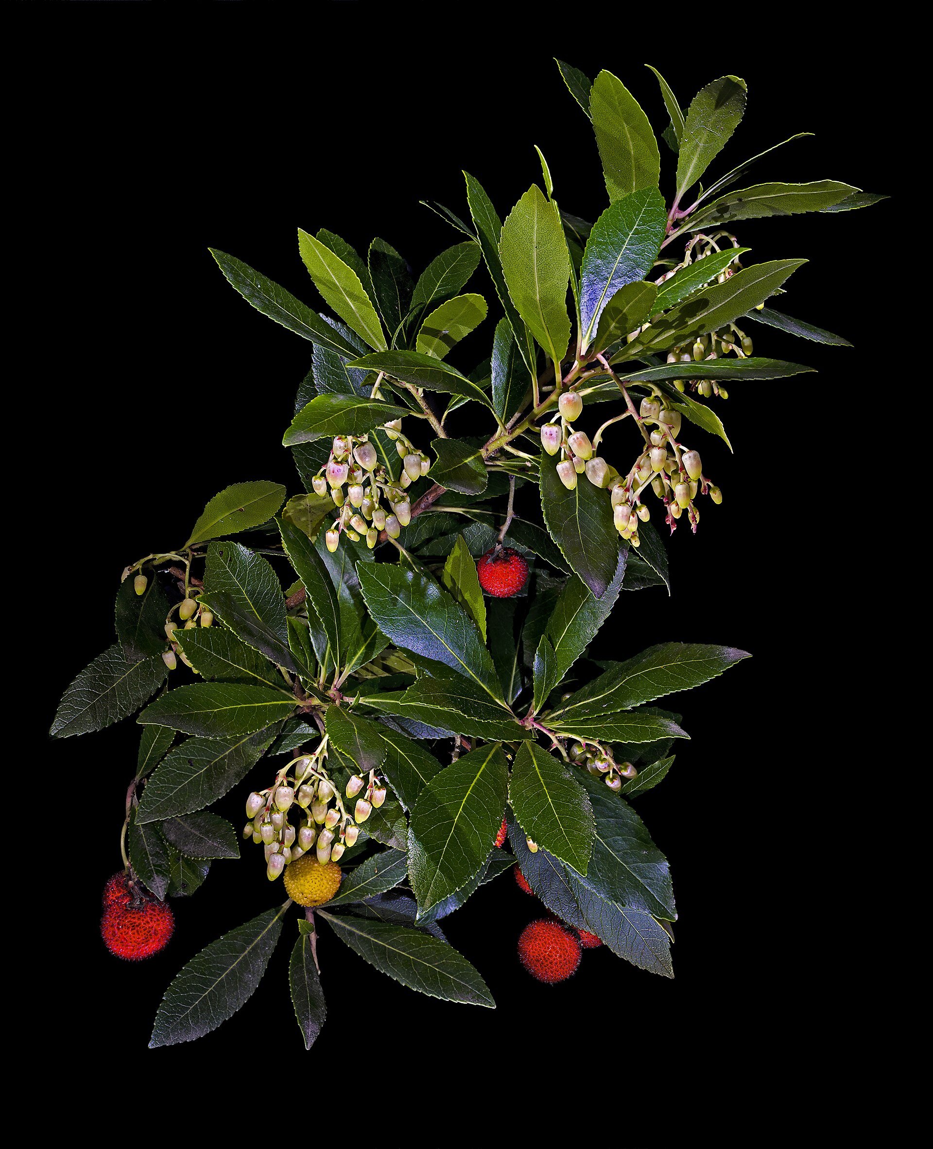 Corbezzolo