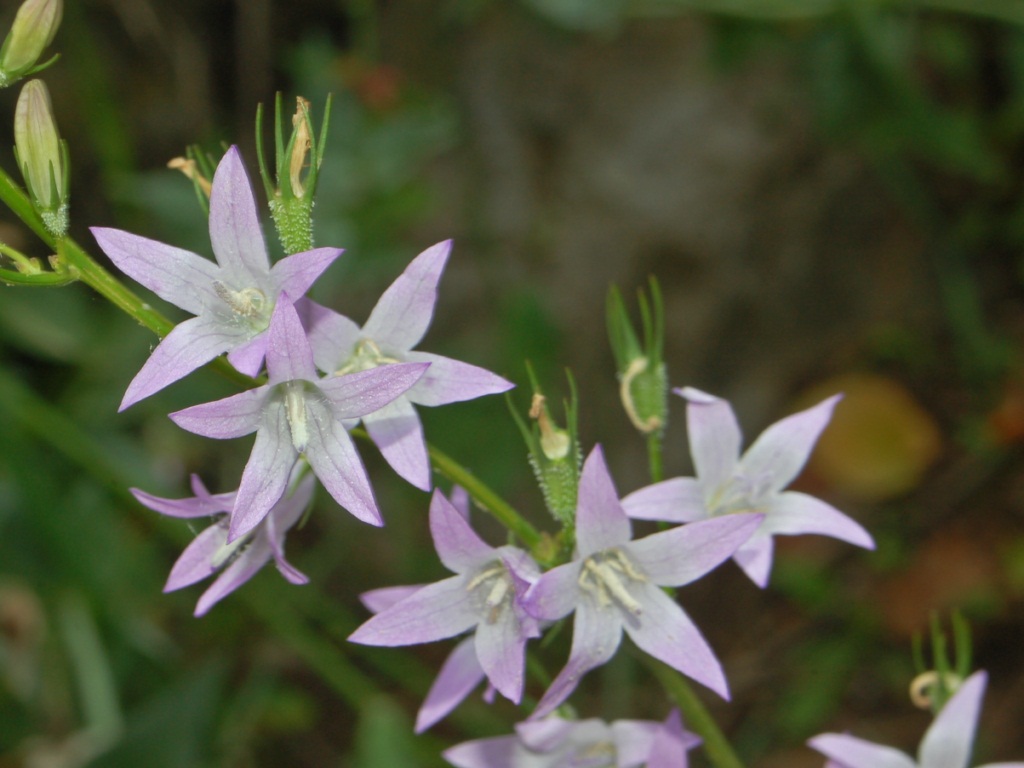 Campanula commestibile