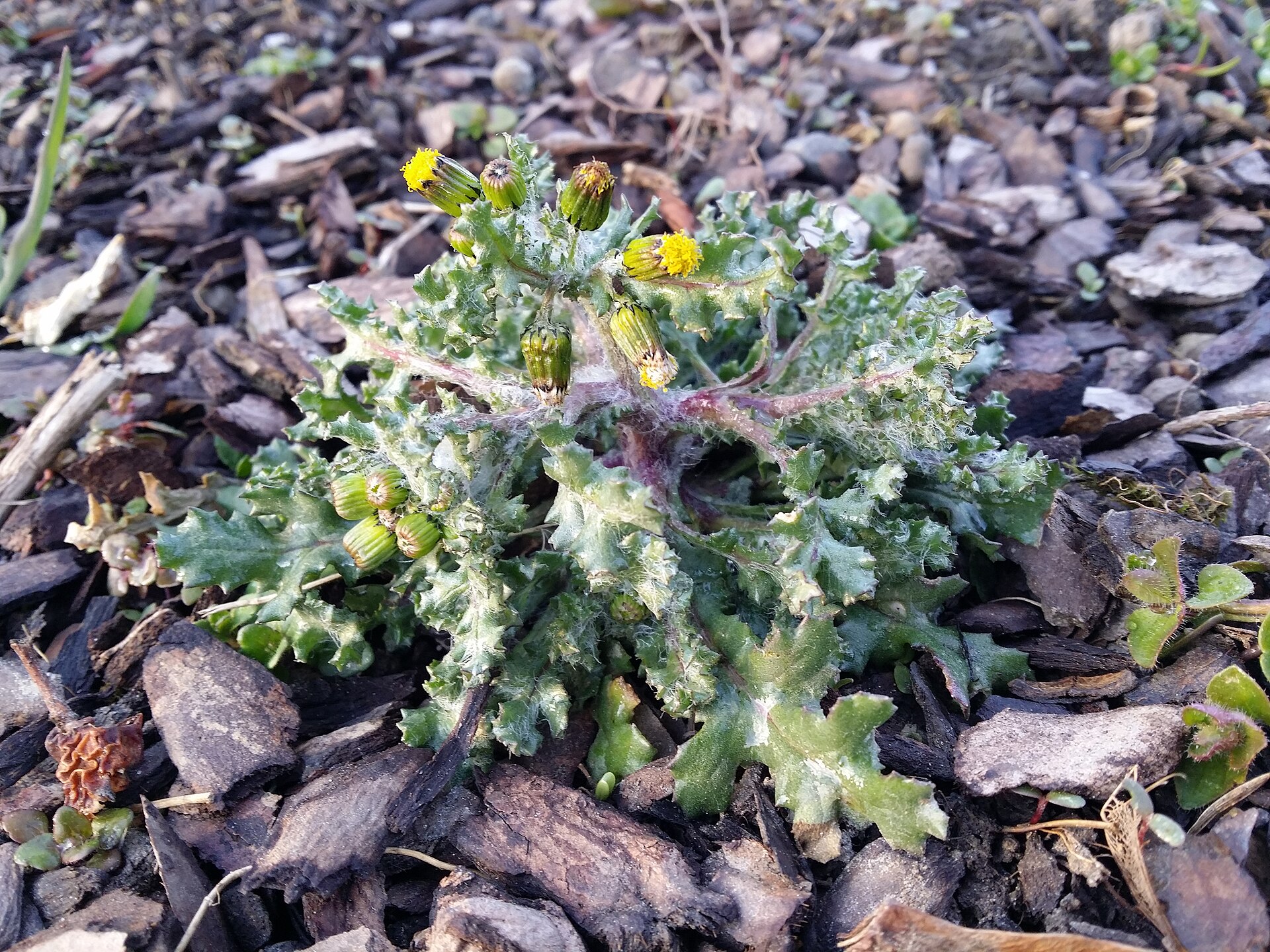 Senecione comune
