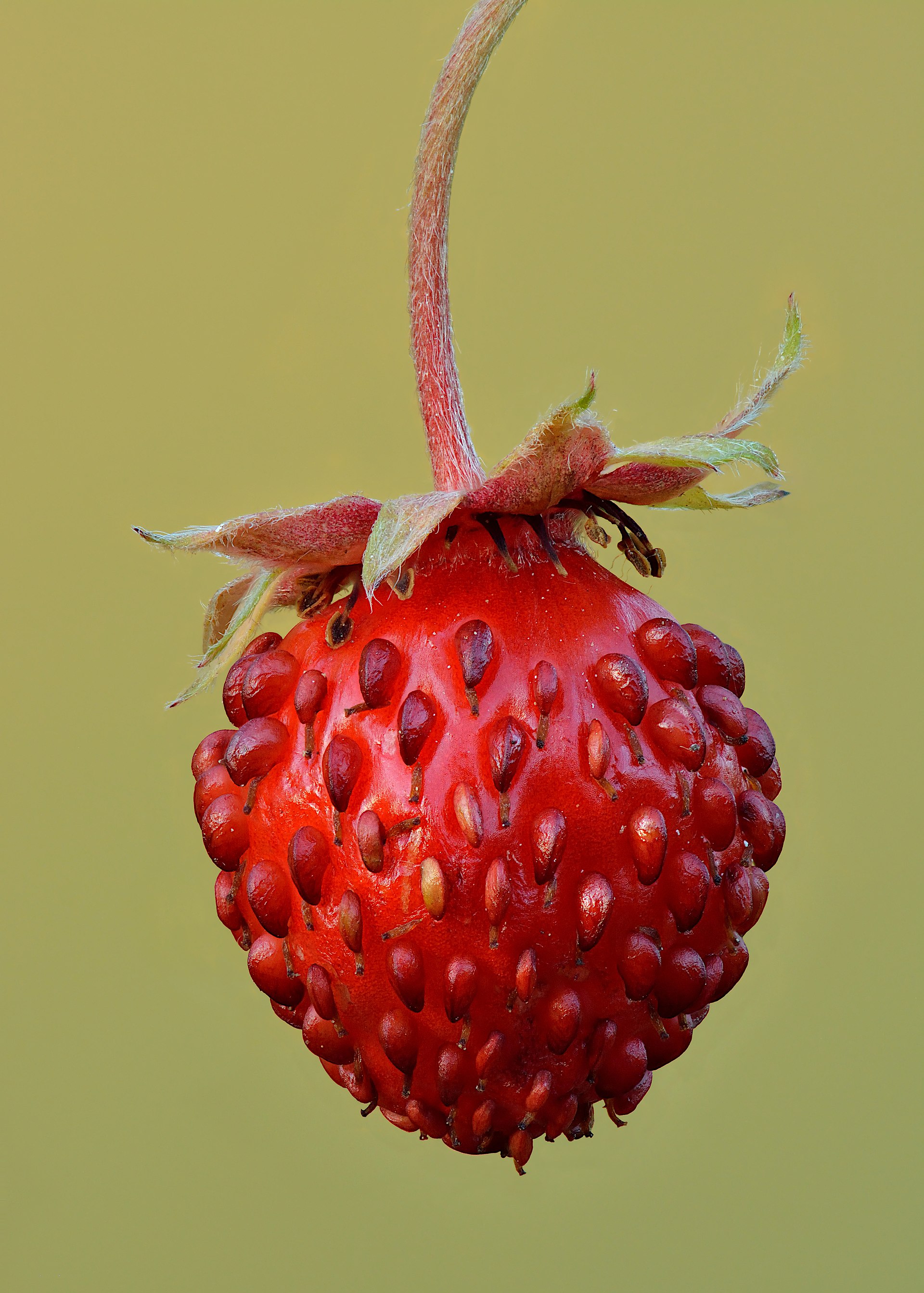 Fragola comune