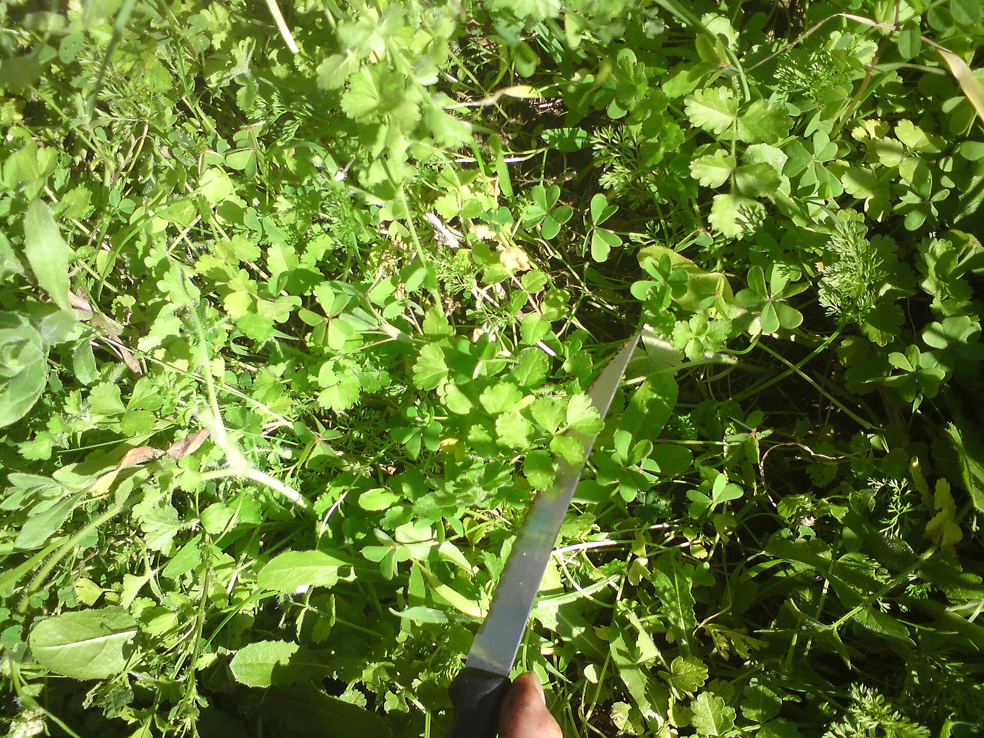 Ombrellini pugliesi