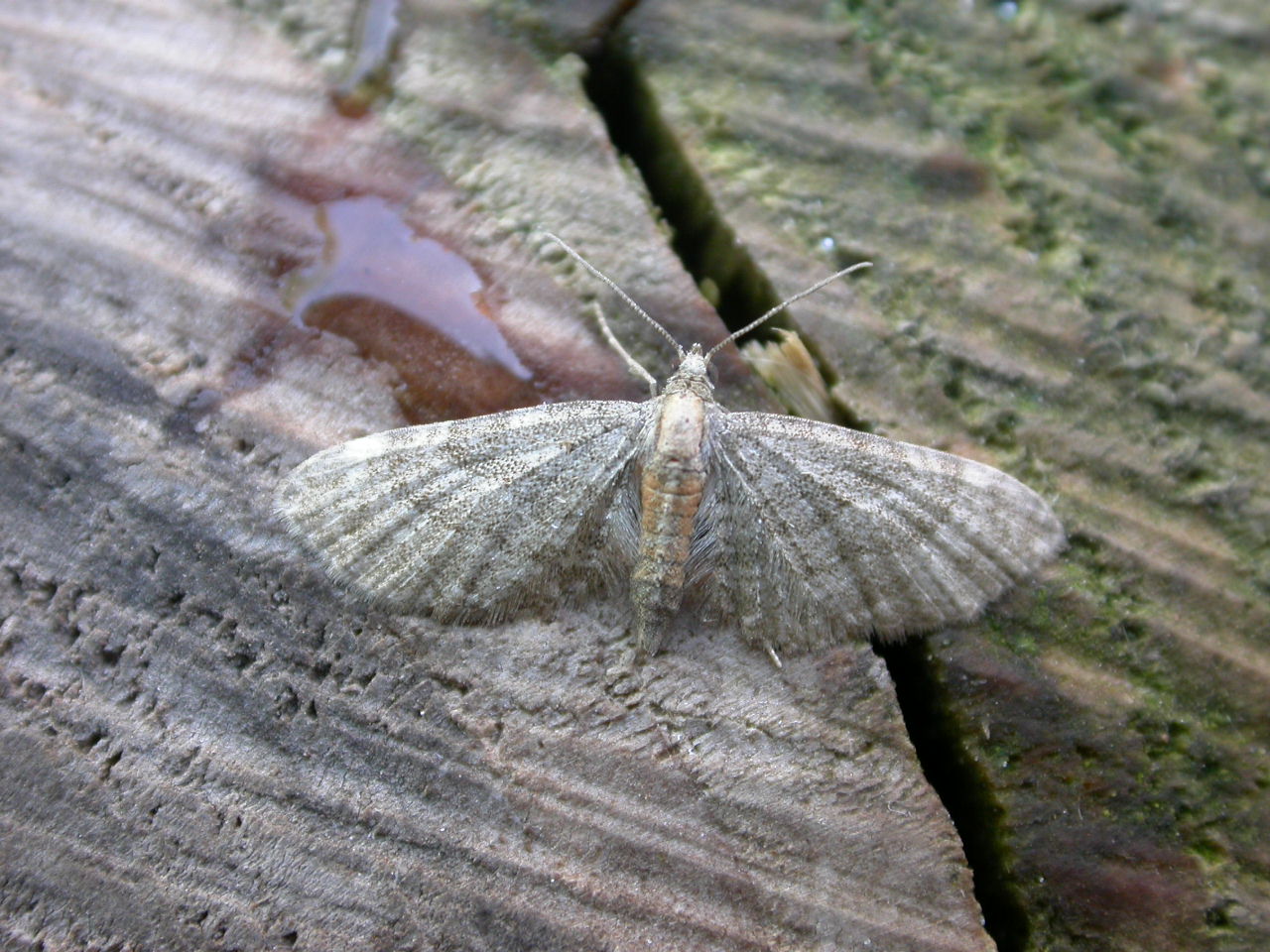 Eupithecia haworthiata