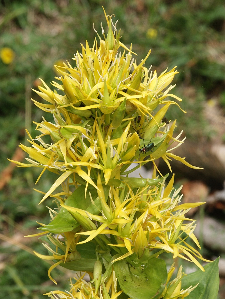 Genziana maggiore