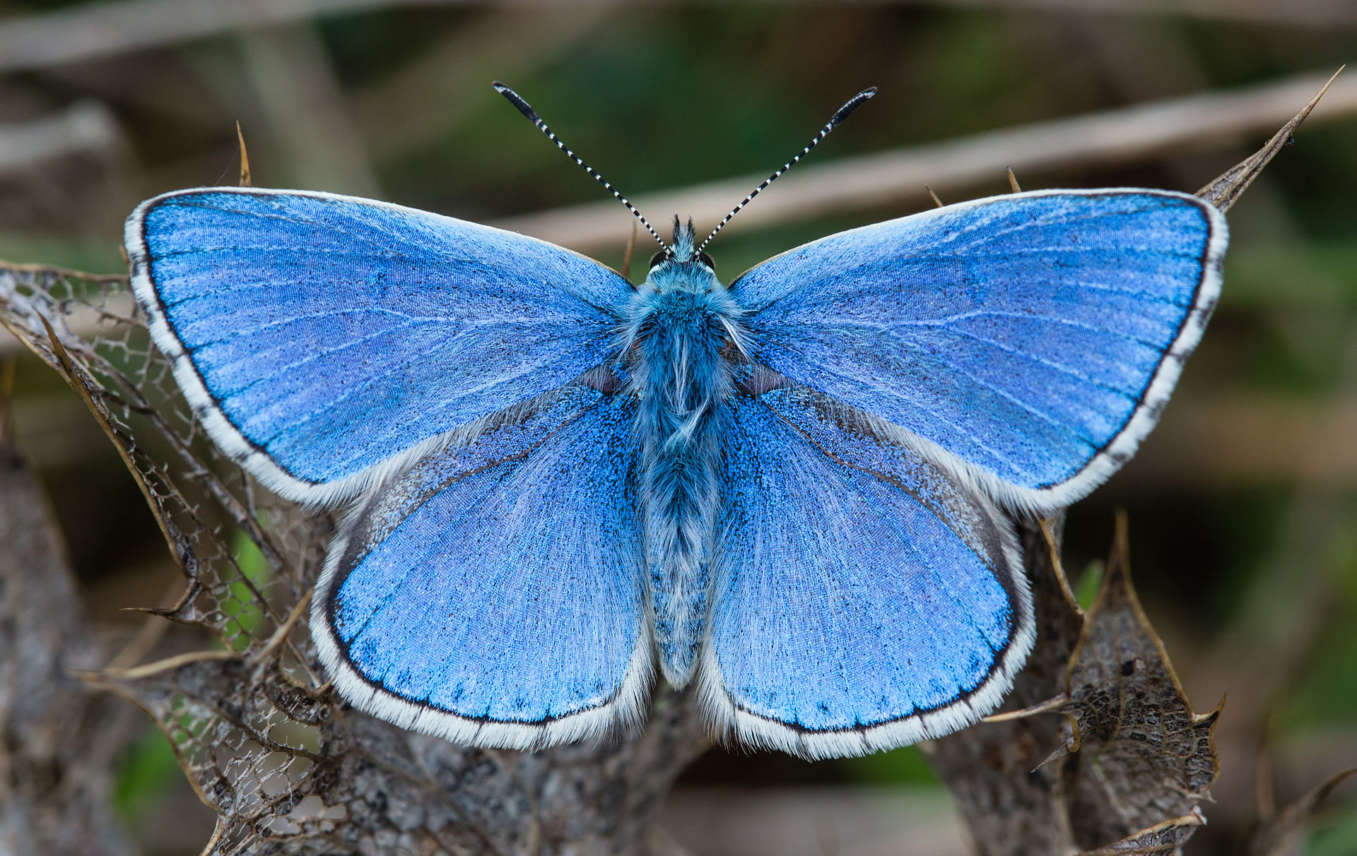 Lysandra bellargus