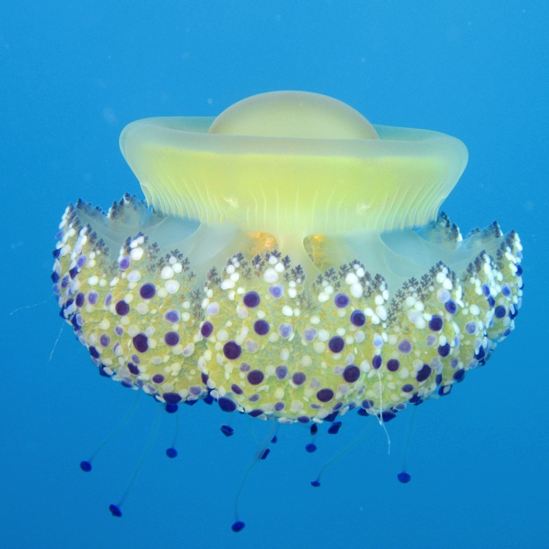 Cassiopea mediterranea