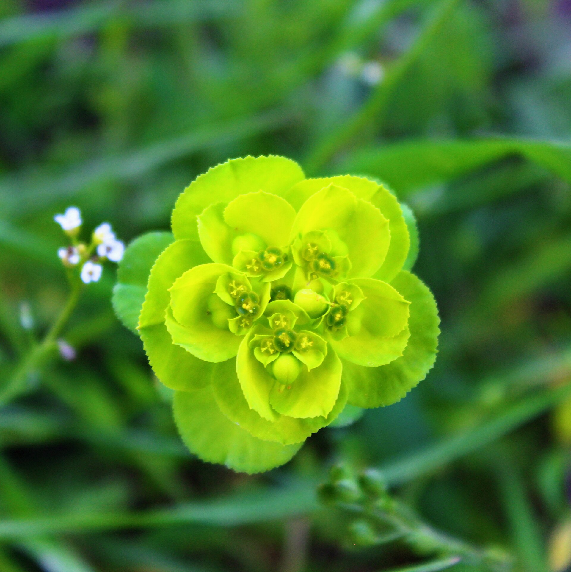 Euforbia calenzuola