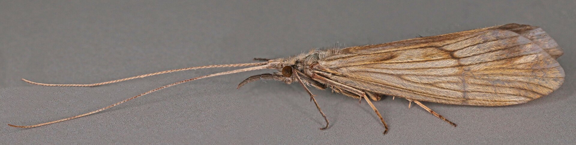 Odontocerum albicorne
