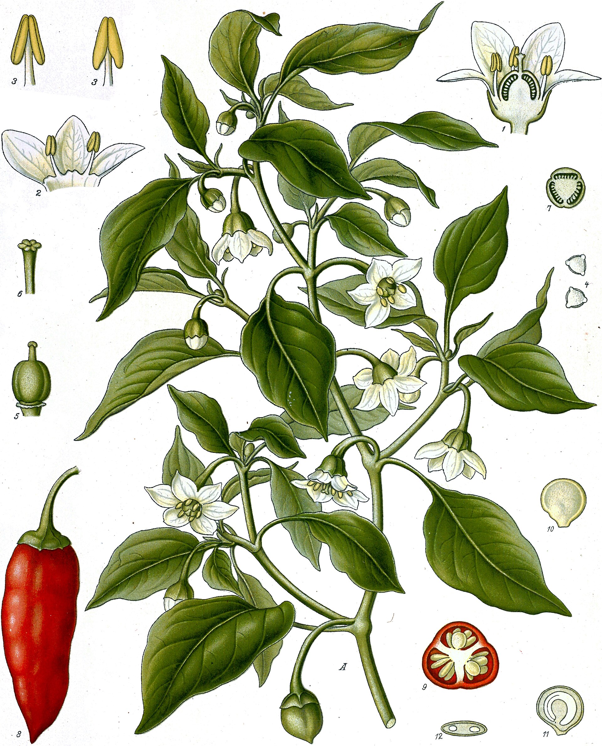 Peperone