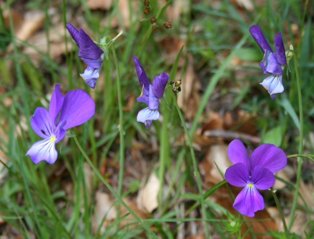 Viola aethnensis