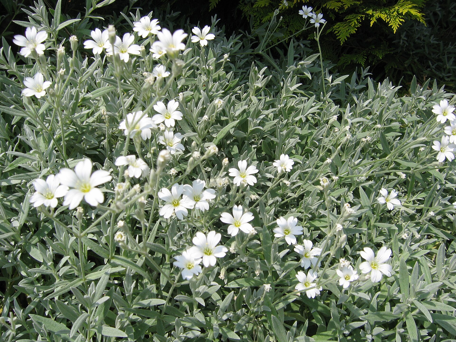 Peverina tomentosa