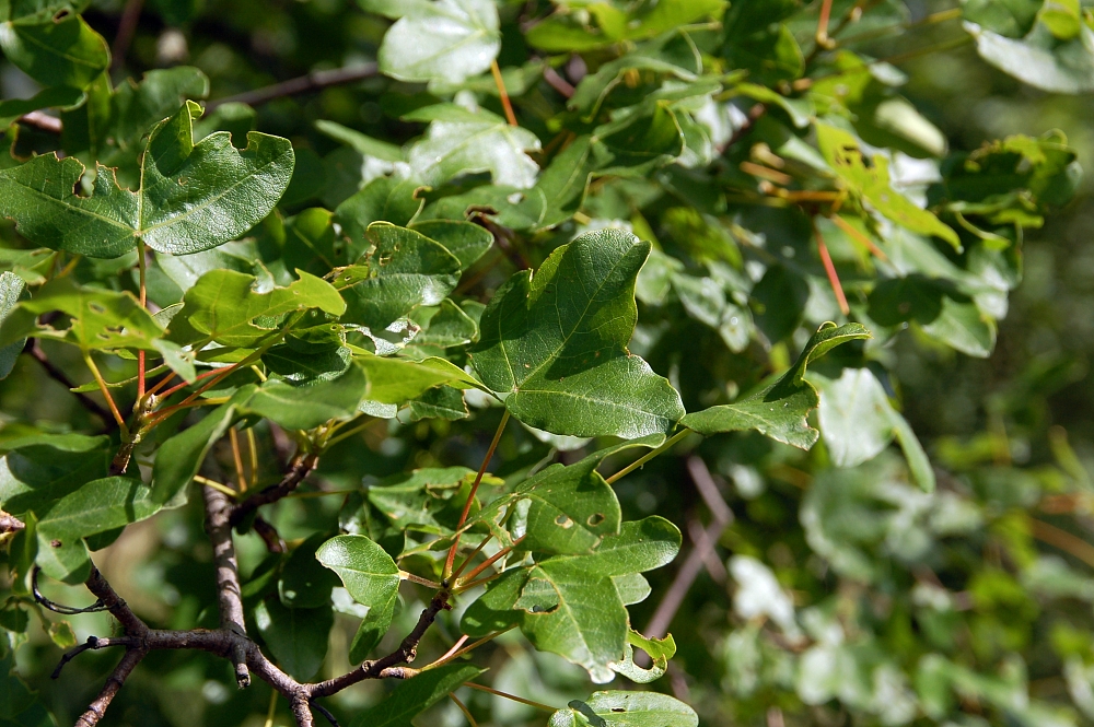Acero minore