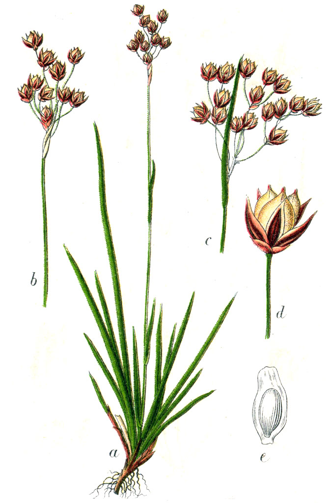 Erba lucciola mediterranea