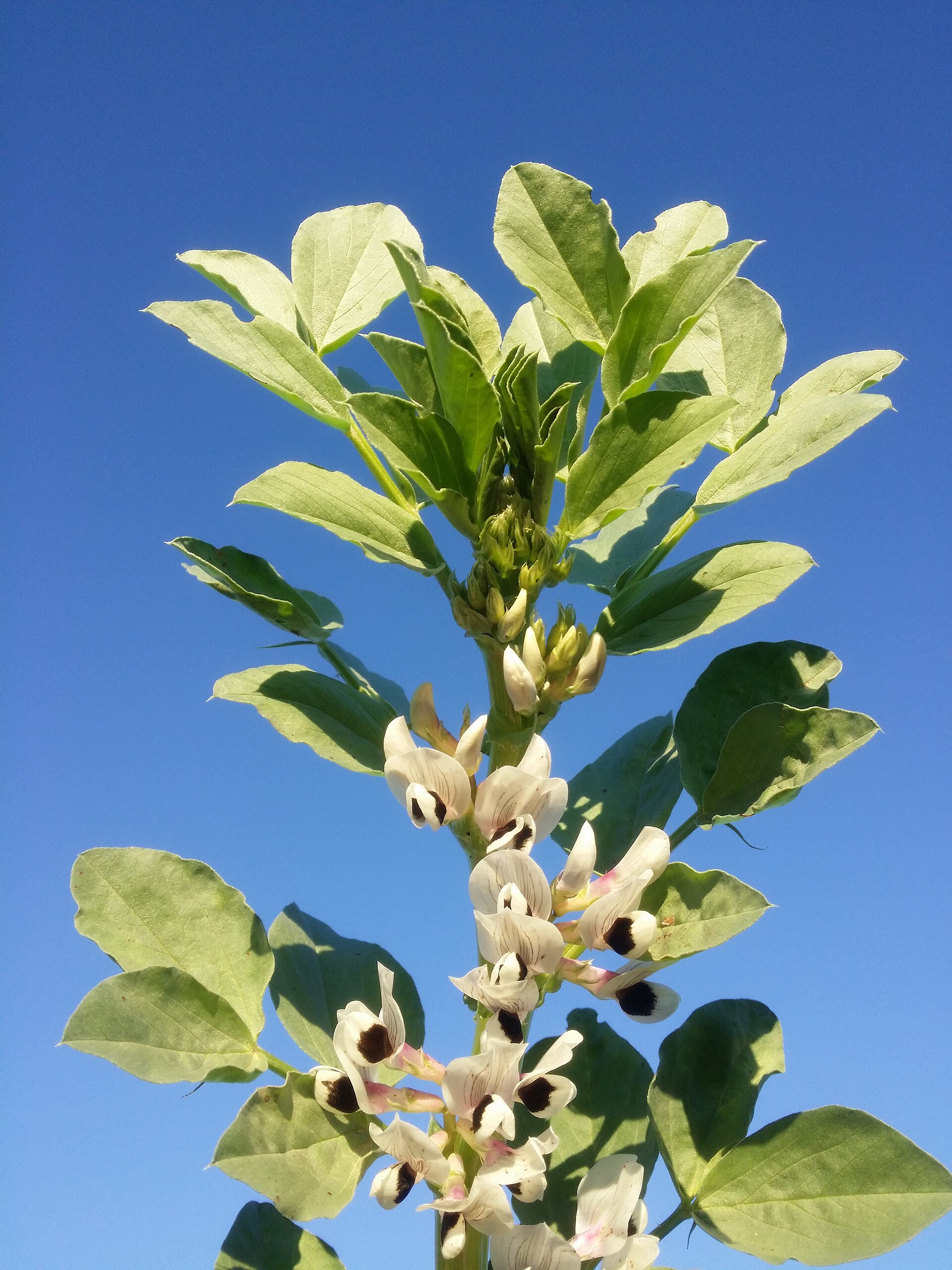 Fava
