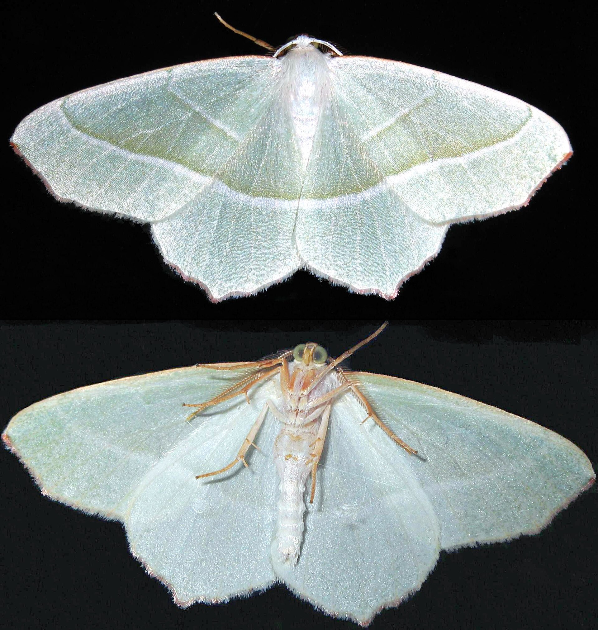 Campaea margaritaria