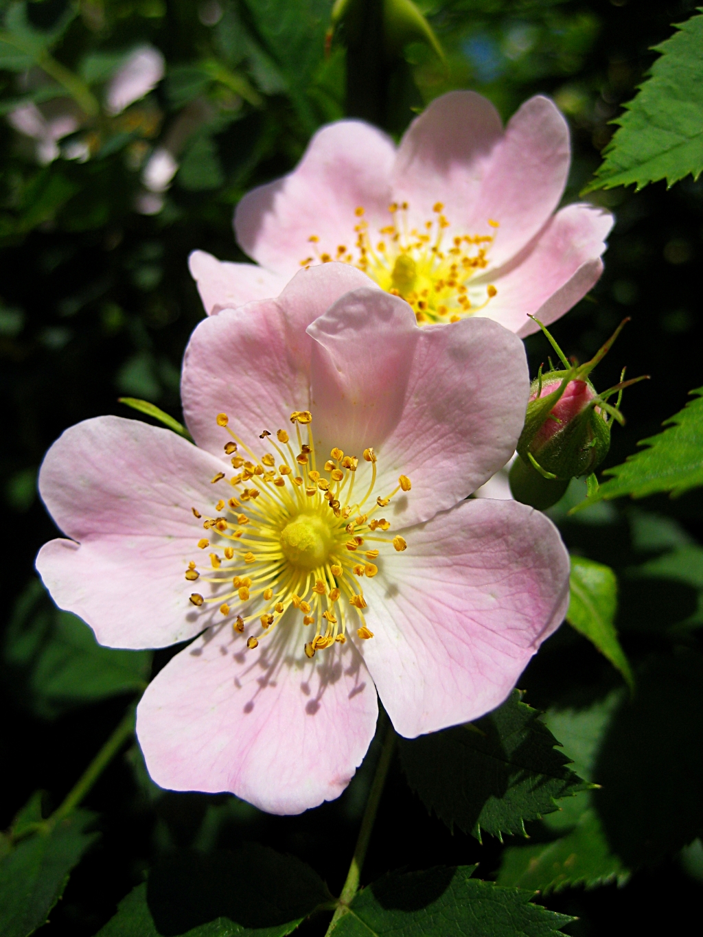 Rosa selvatica comune