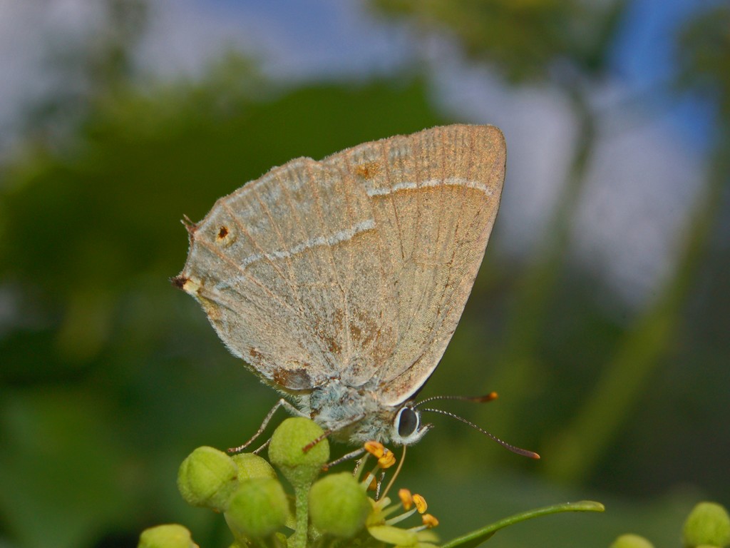 Tecla della quercia