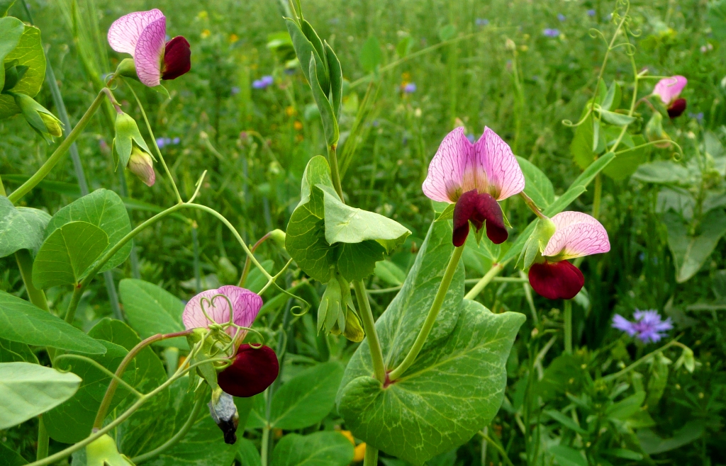 Lathyrus oleraceus