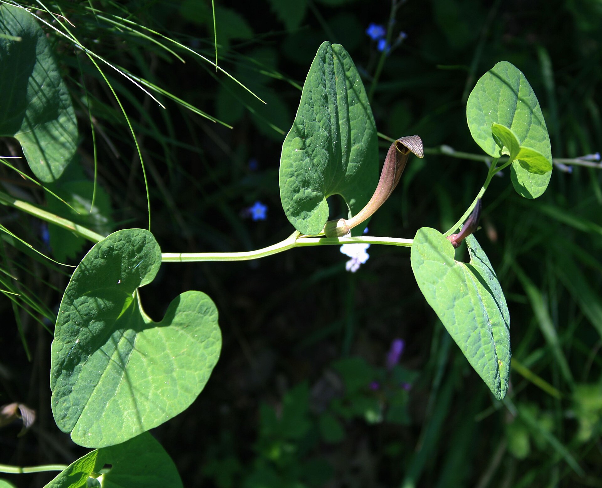 Aristolochia gialla