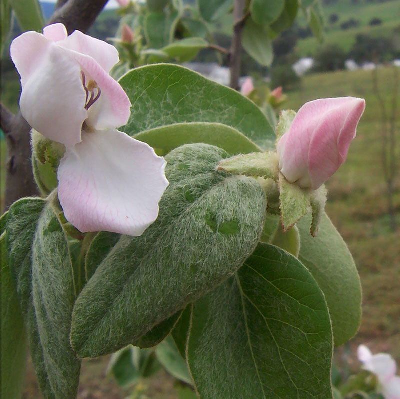 Cotogno