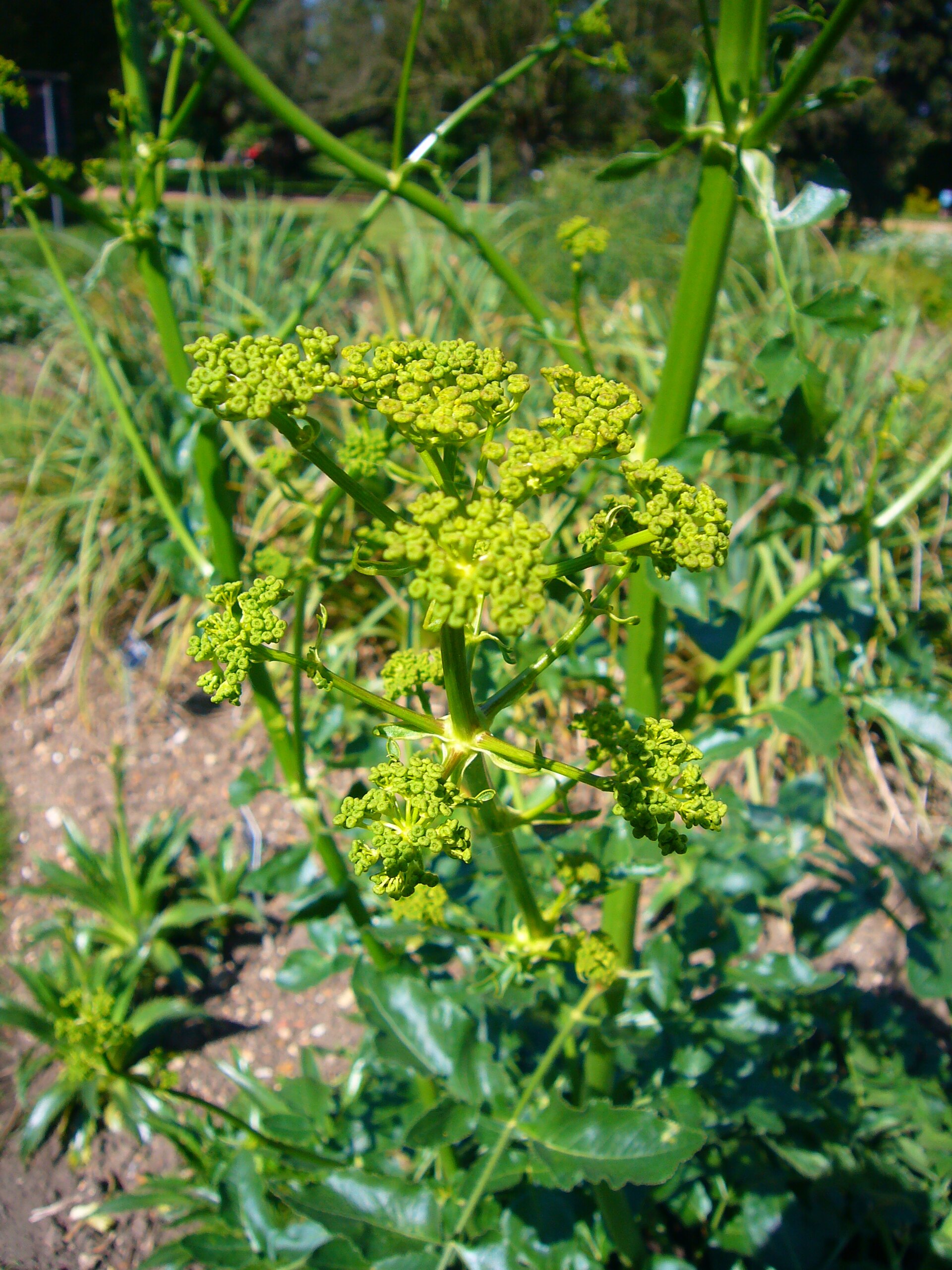 Opopanax chironium