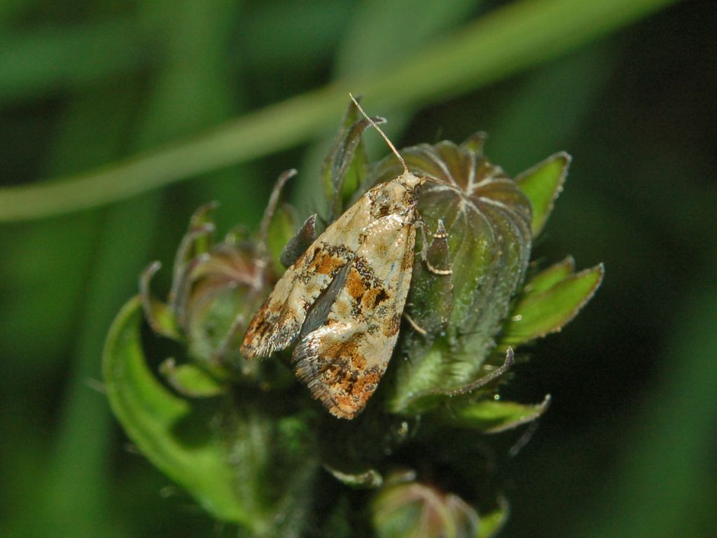 Cochylis hybridella