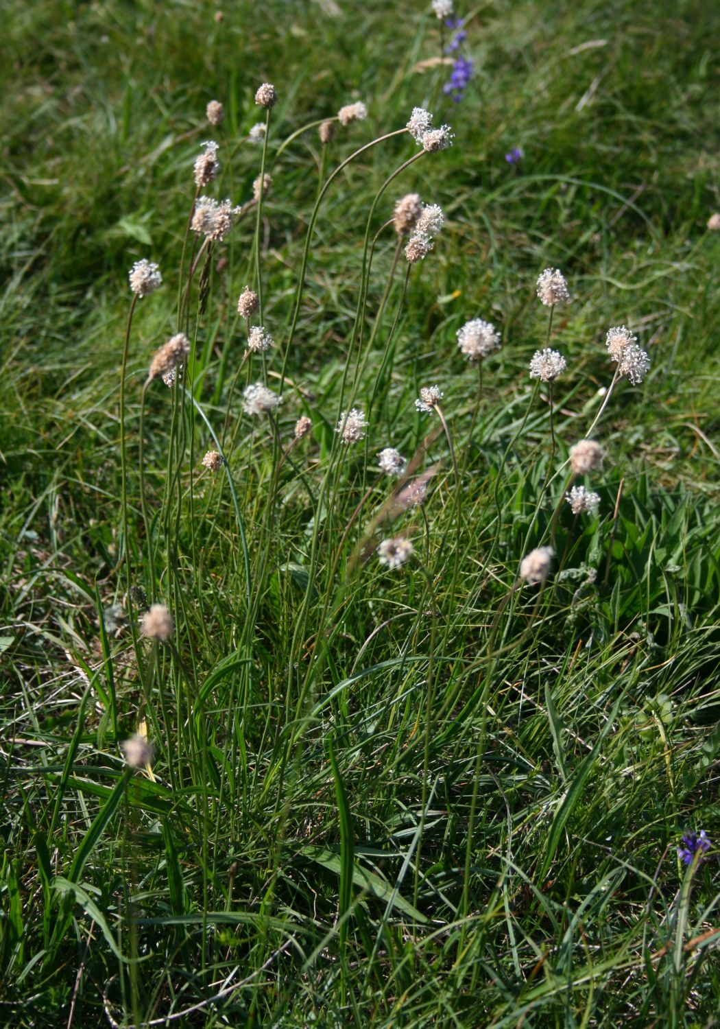 Plantago argentea