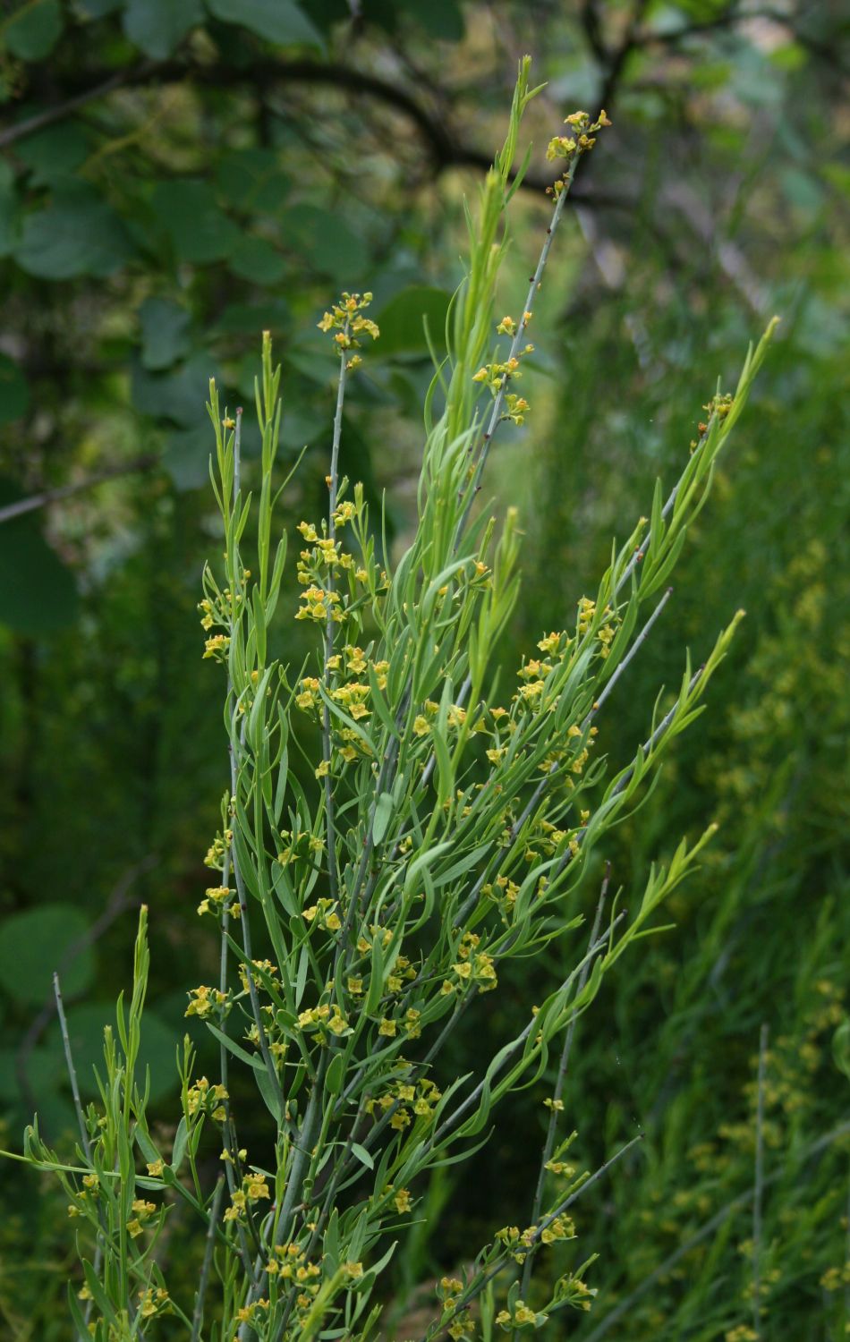 Ginestrella comune