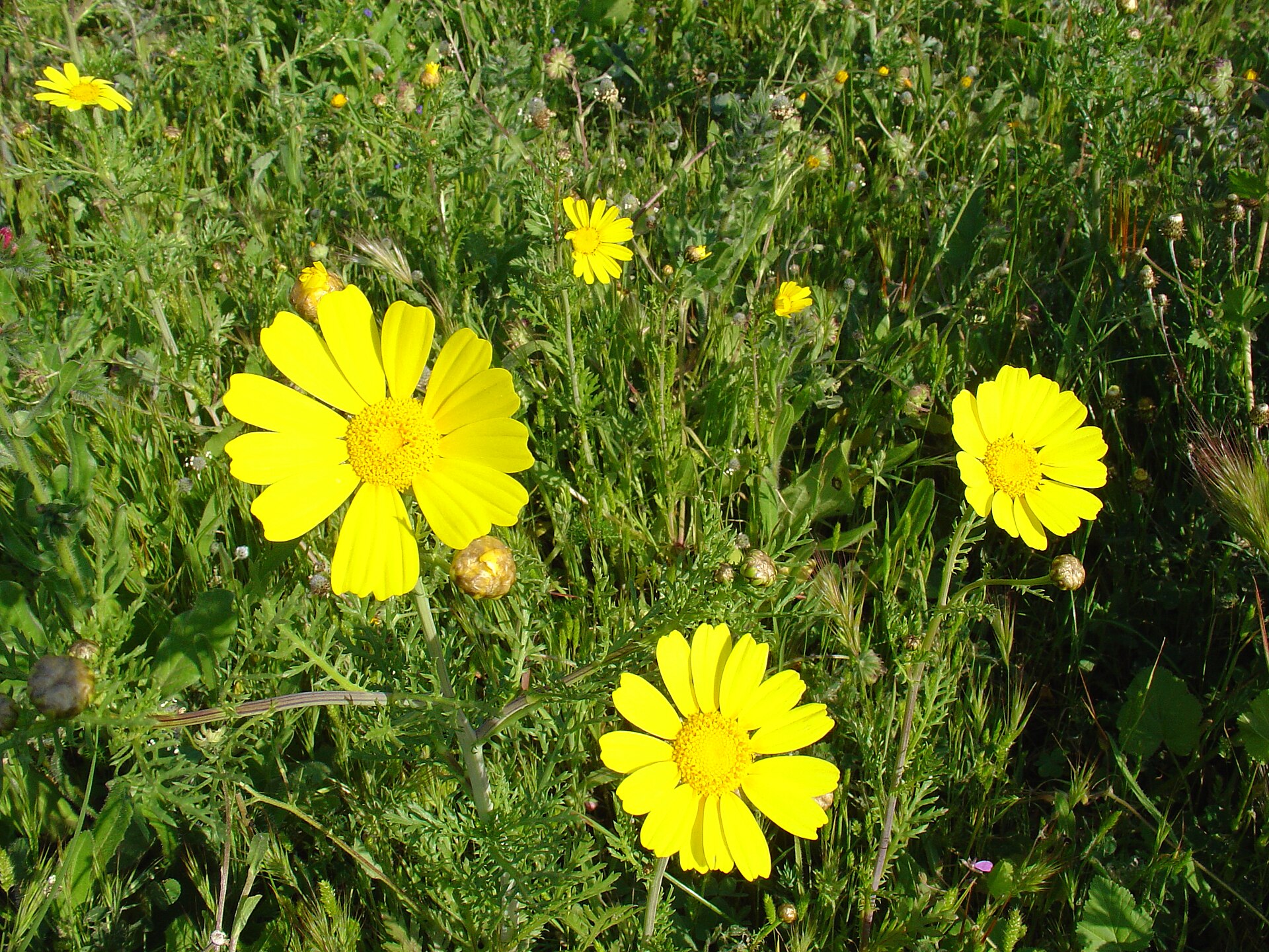 Glebionis coronaria