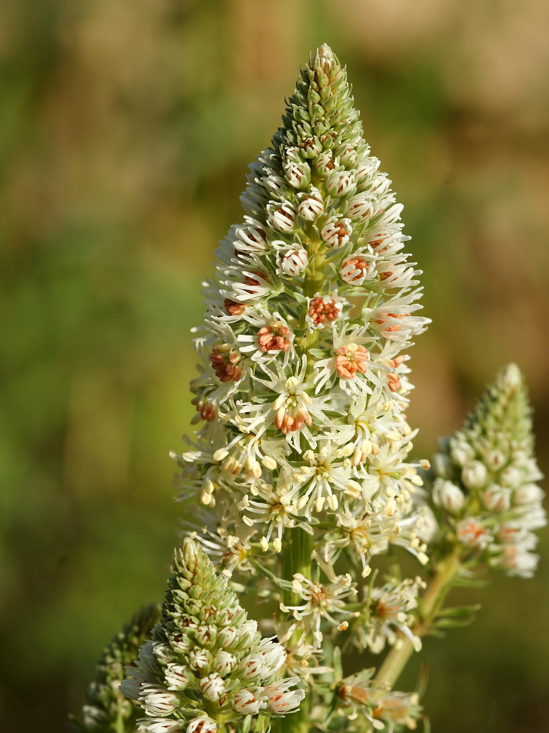 Reseda bianca