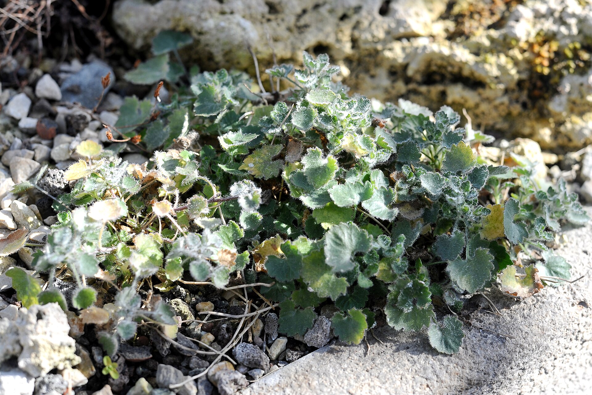 Campanula napoletana