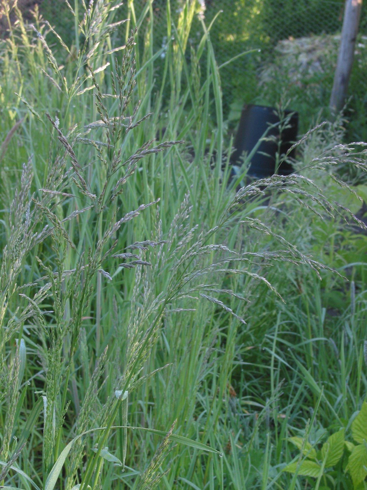 Fienarola comune