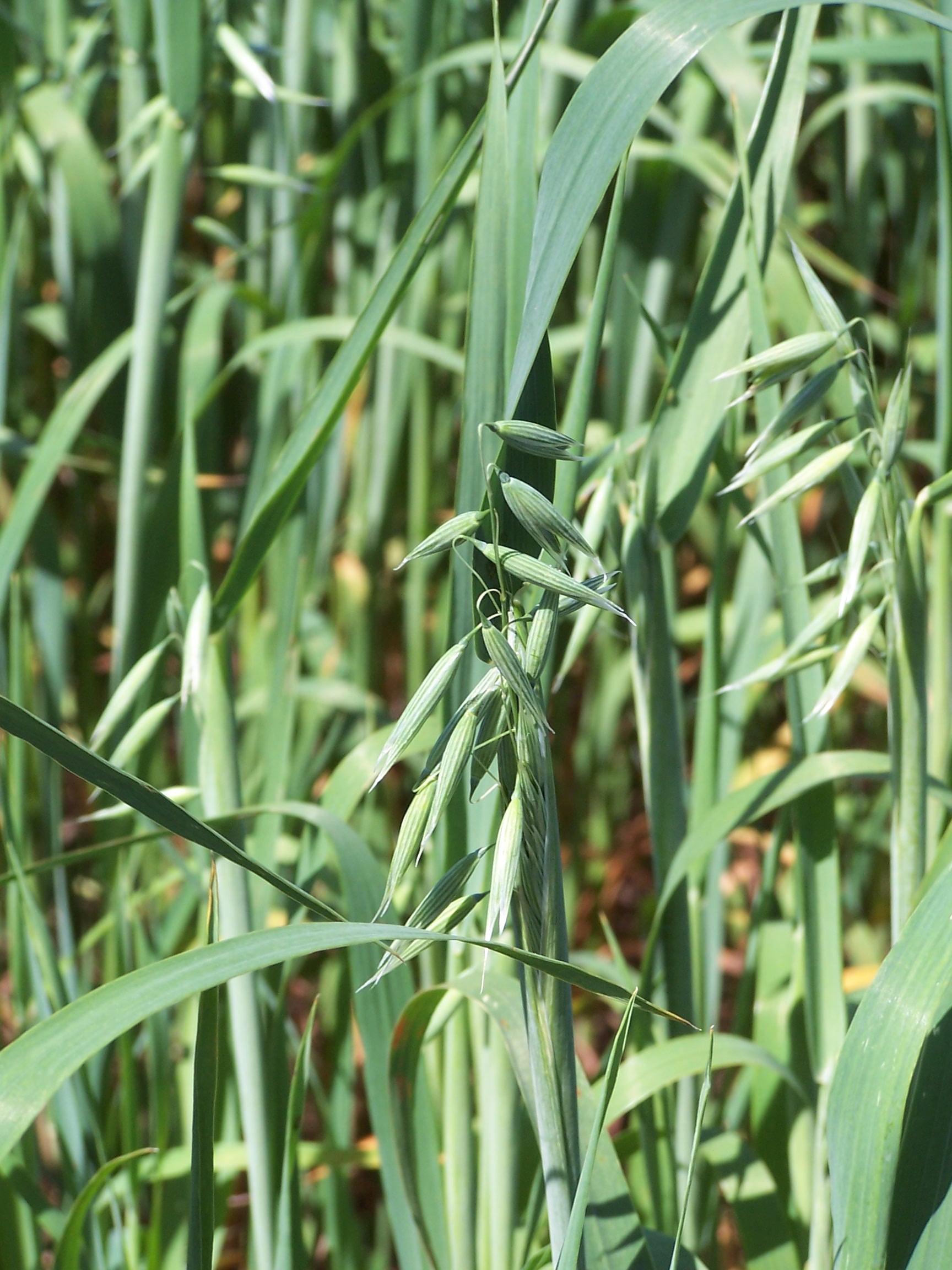 Avena comune
