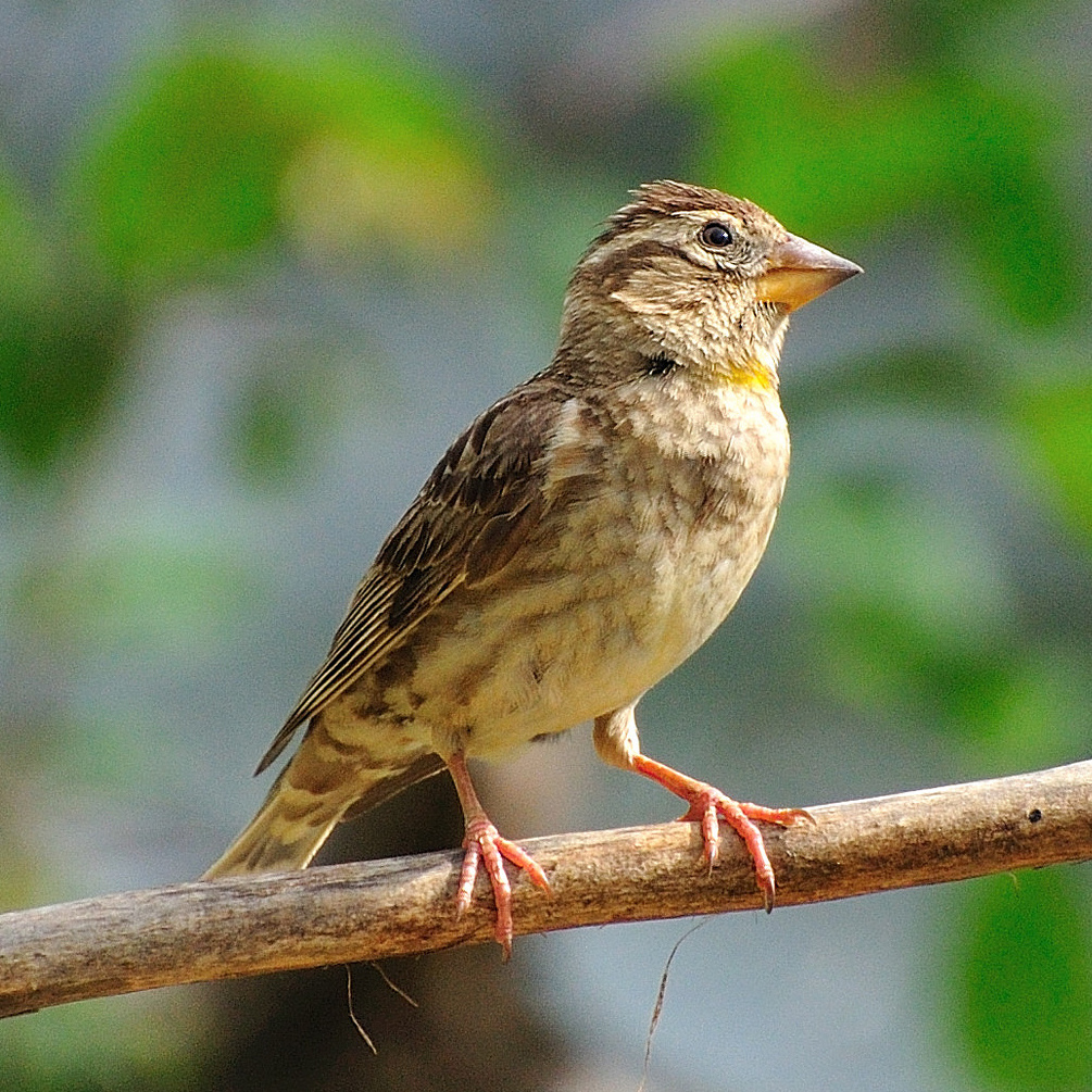 Passera lagia