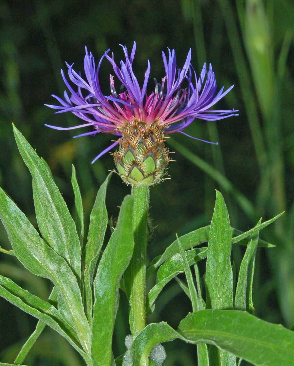 Fiordaliso di Trionfetti