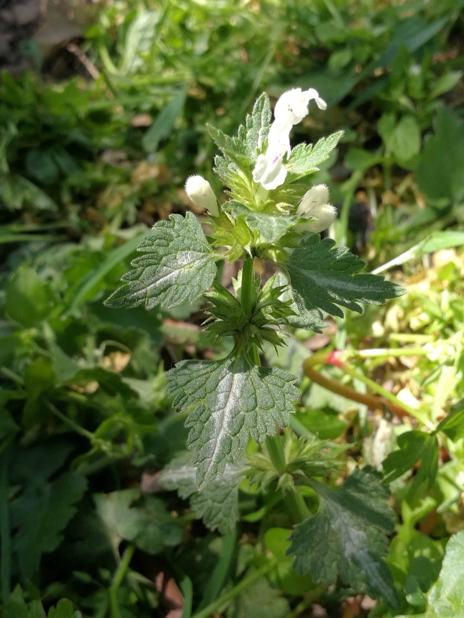 Falsa ortica bifida
