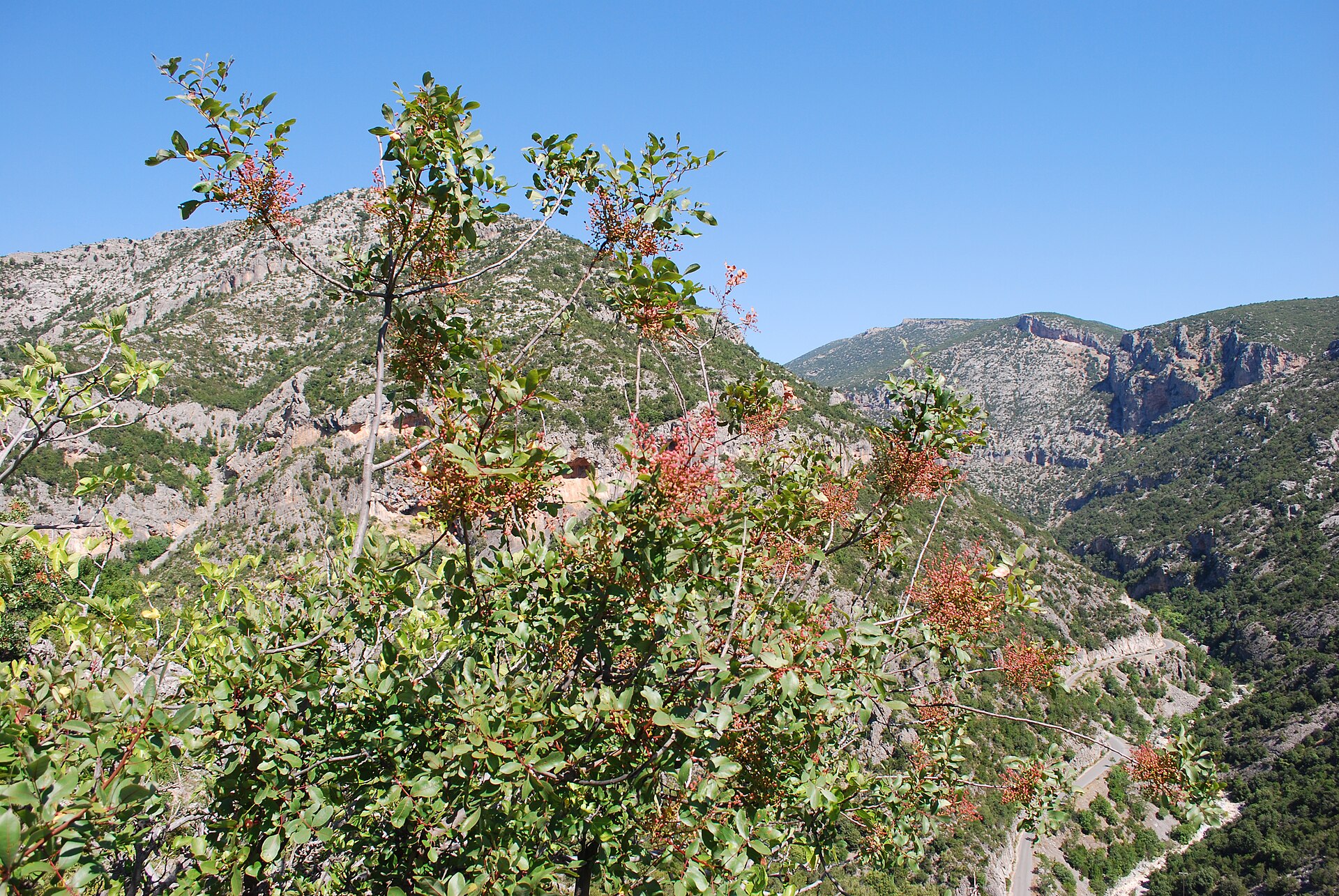 Corno