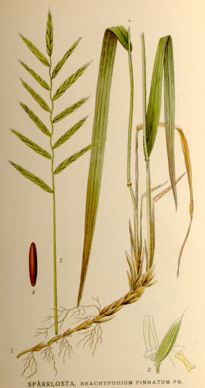 Paleo comune