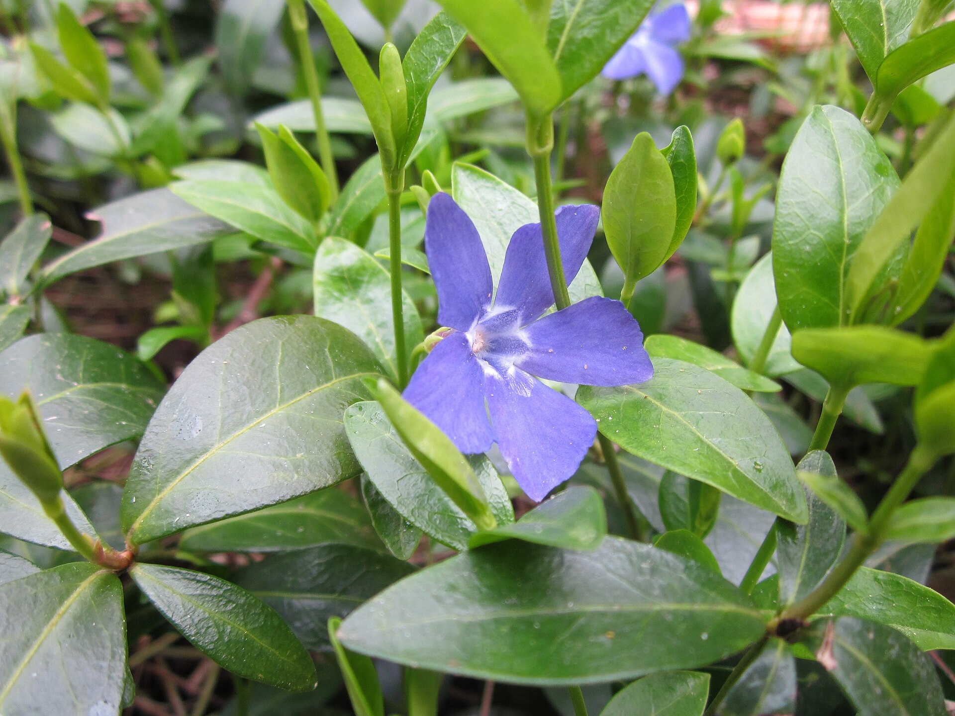 Pervinca minore