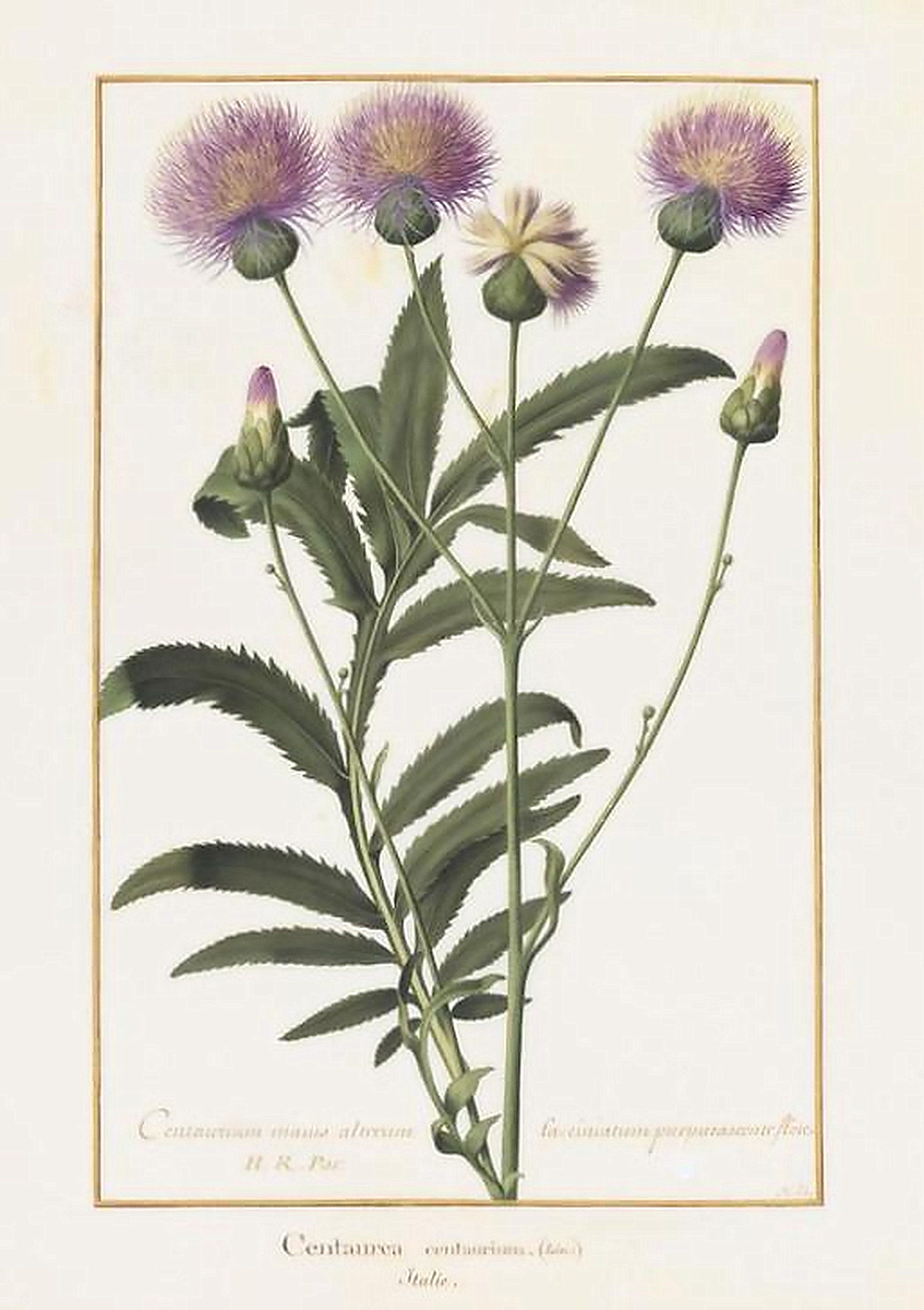 Rhaponticoides centaurium
