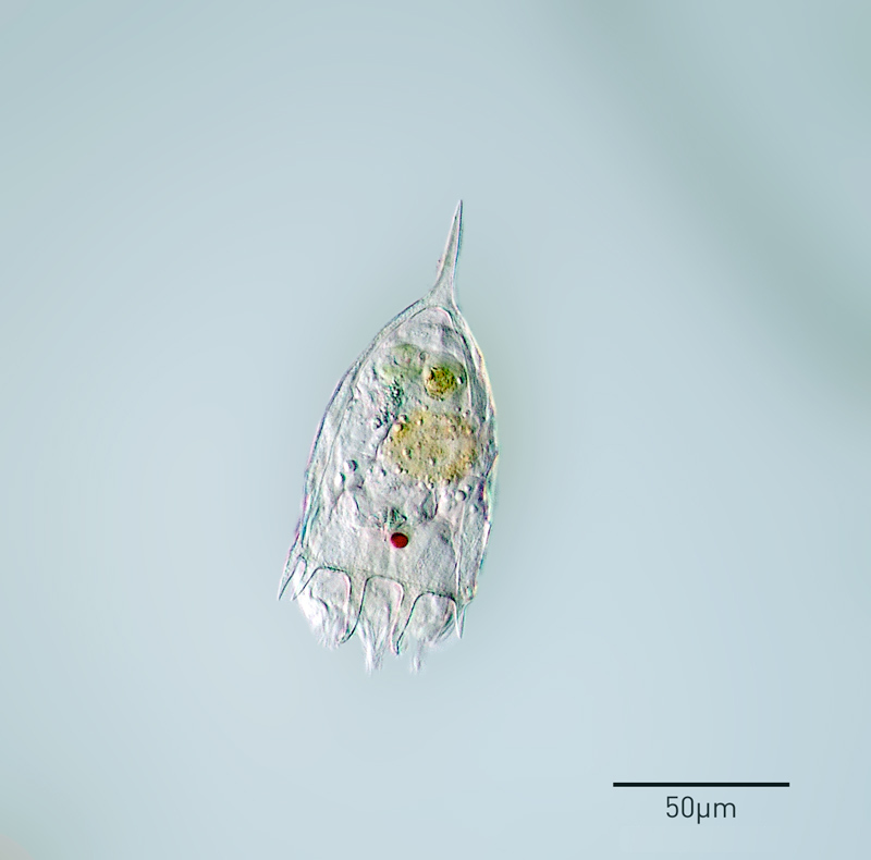 Keratella cochlearis