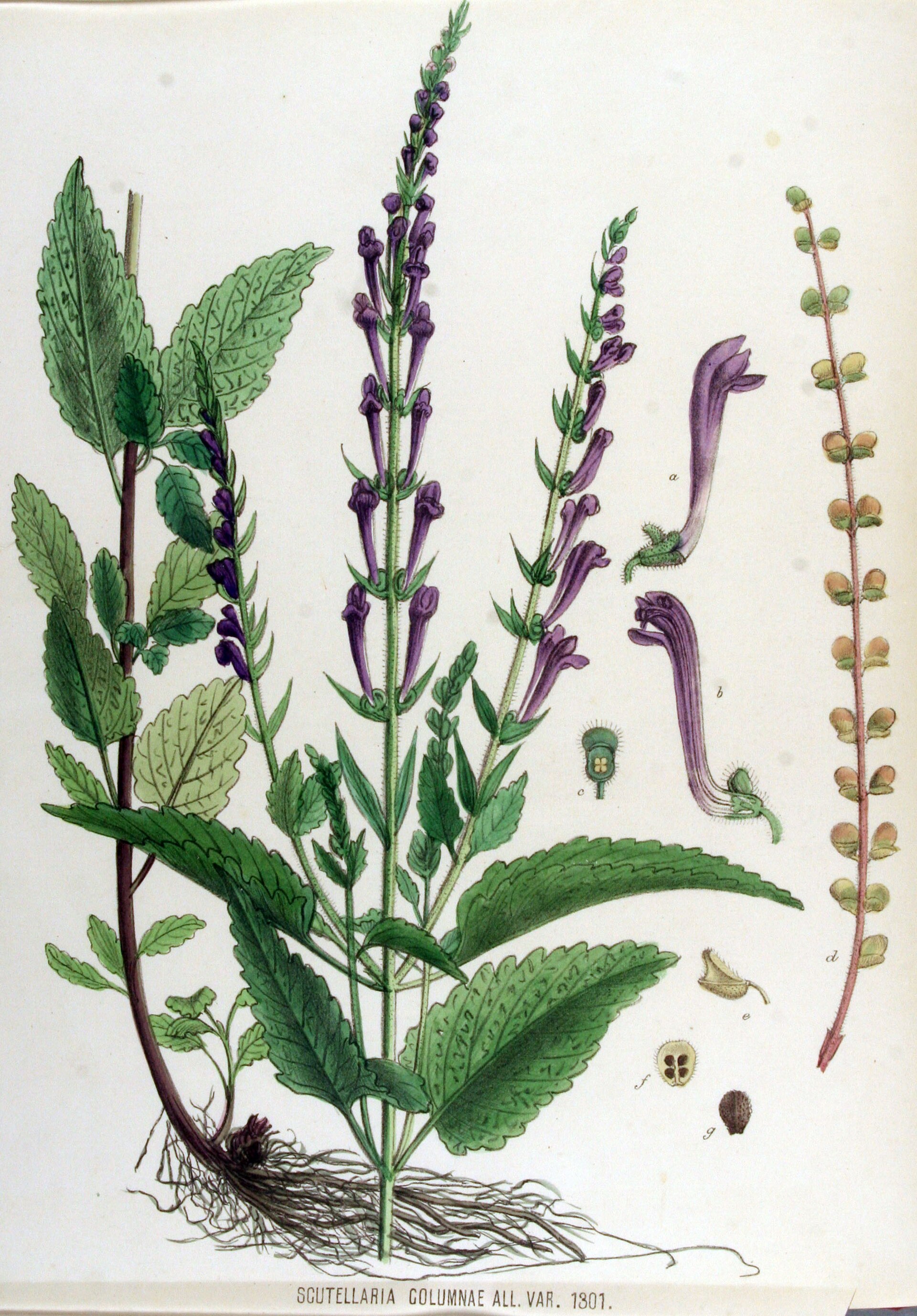 Scutellaria di Colonna