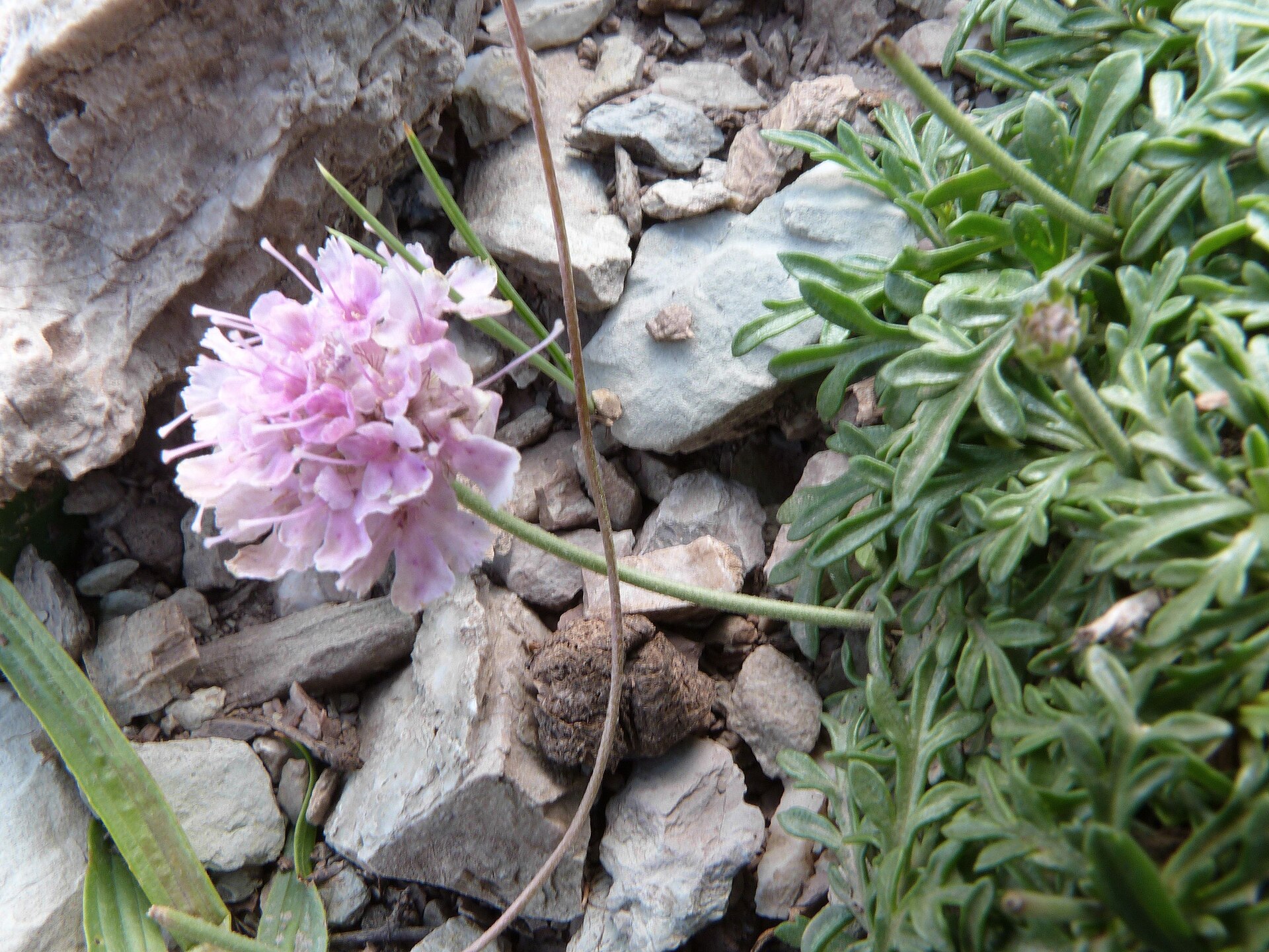 Vedovina crenata