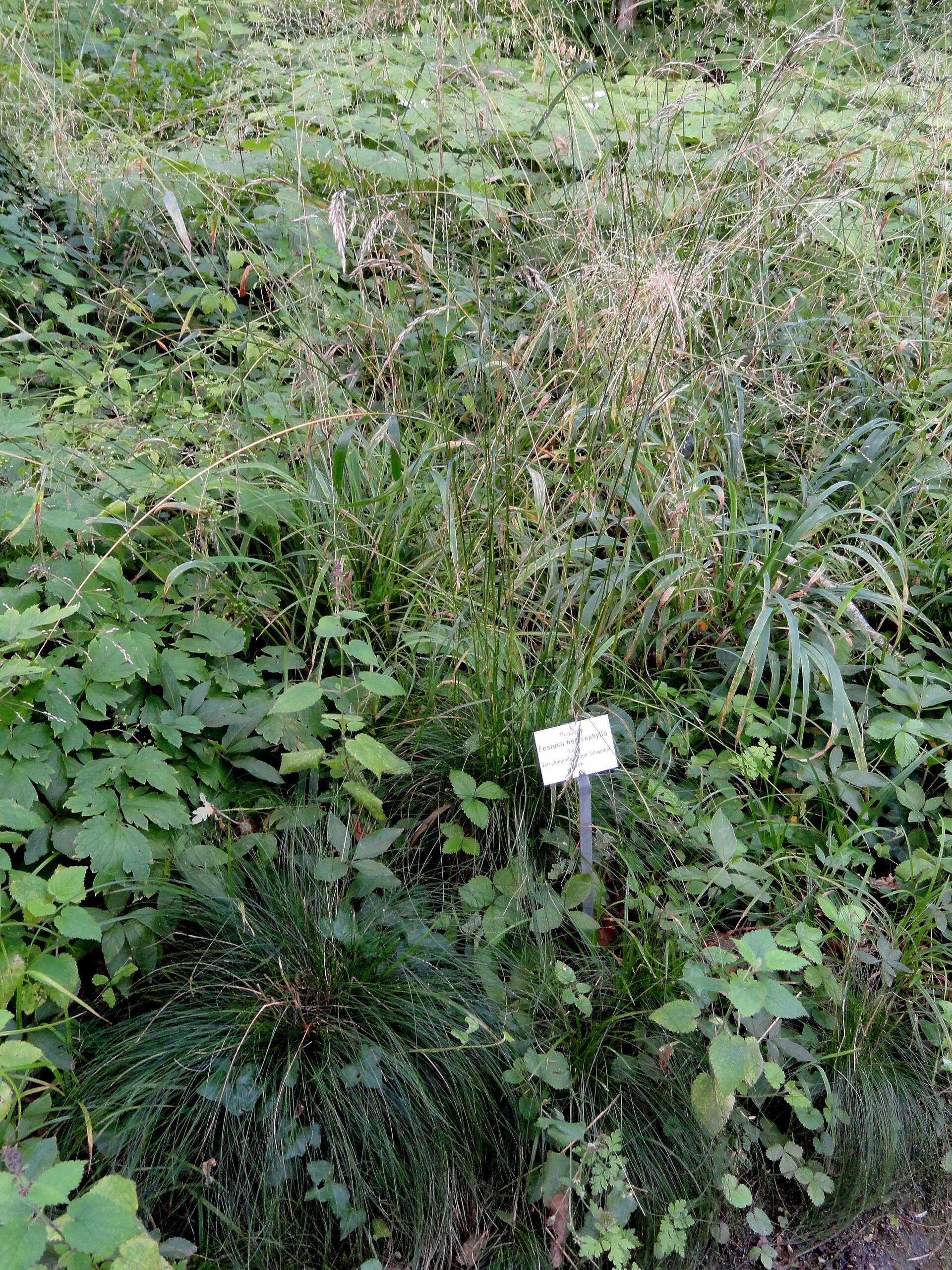 Festuca eterofilla