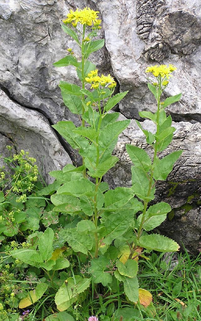 Senecione alpino