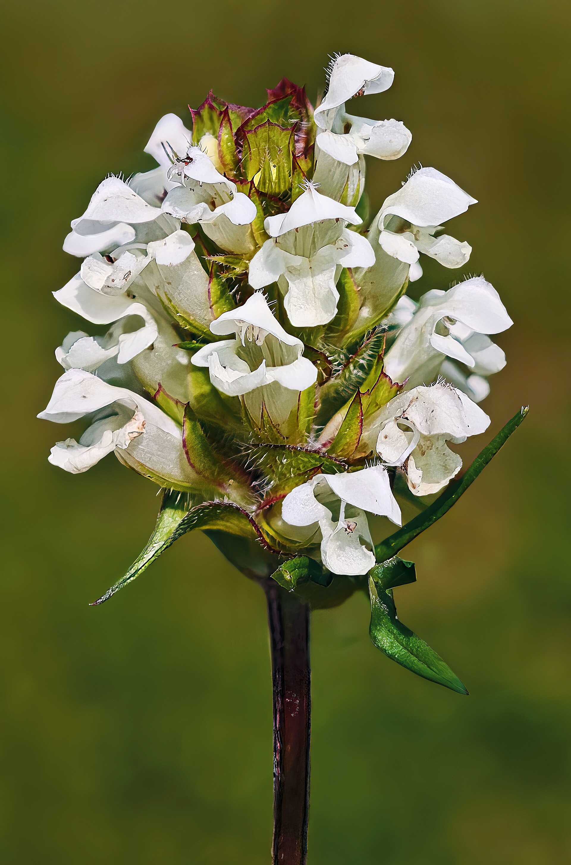 Prunella gialla