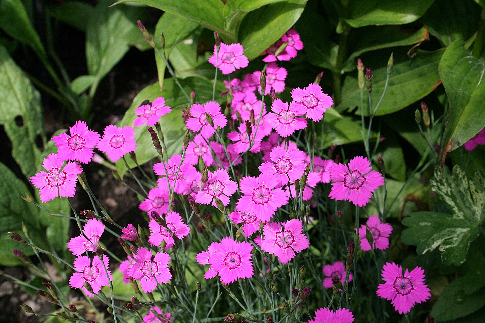 Garofano minore