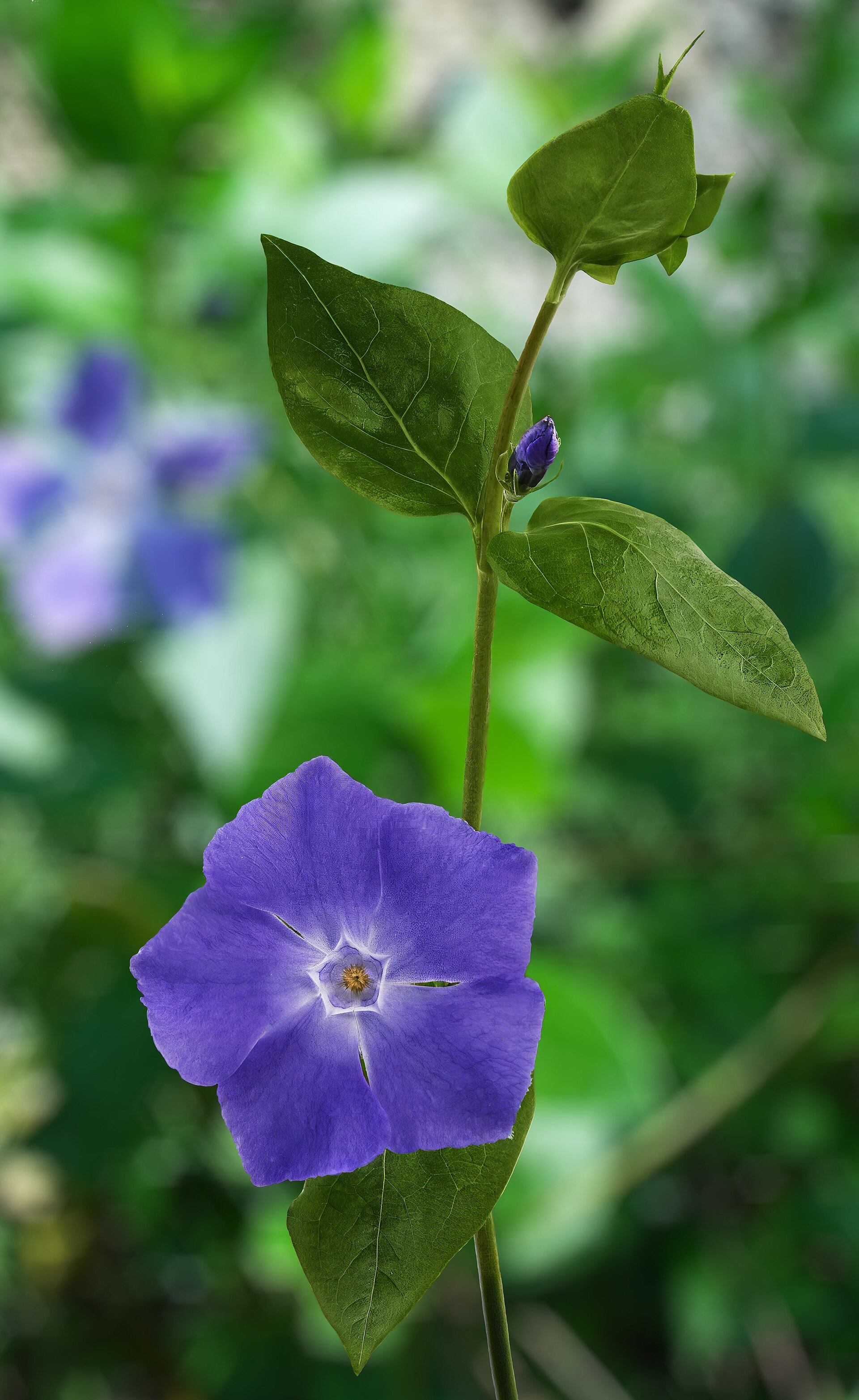 Pervinca maggiore